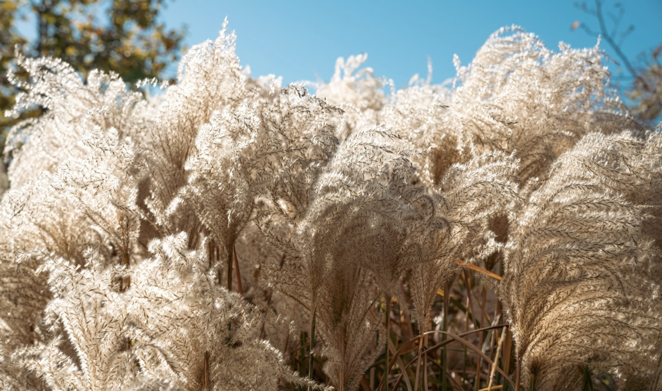 Что такое мискантус и где его используют