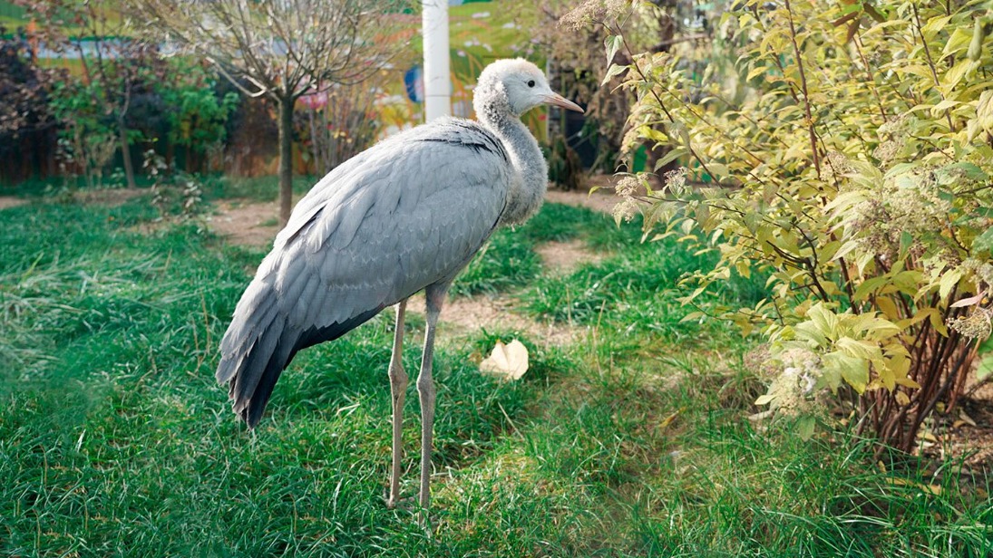 Птенец журавля Стэнли родился в Московском зоопарке