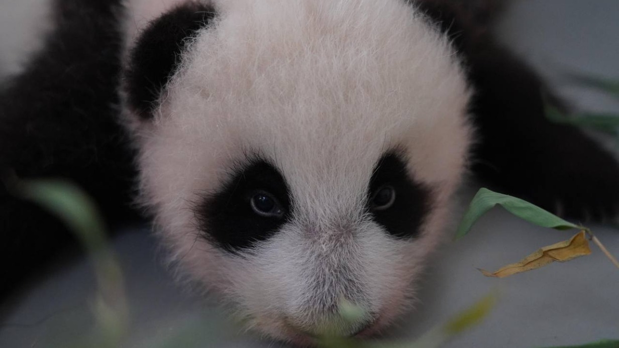 Малышка панда новости. Панда проснулась. Малышка Панда. Зачем нужны панды в природе.