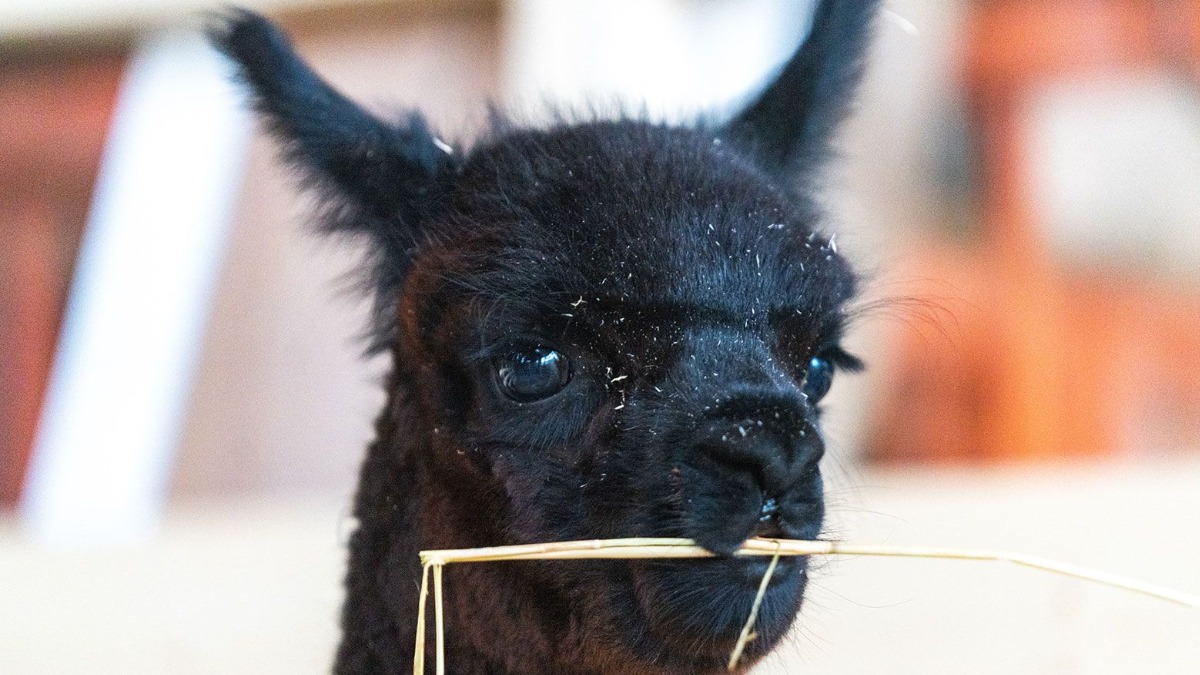 «Активные граждане» решили назвать детеныша альпака Черничкой