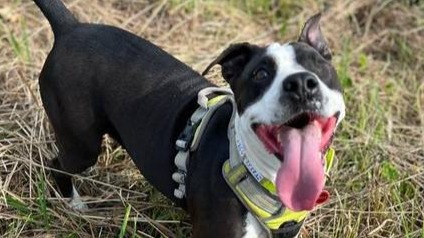 Живодеры, пытавшиеся повесить собаку в депо, предстанут перед судом