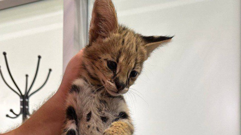 Столичные таможенники пресекли вывоз в США краснокнижного животного