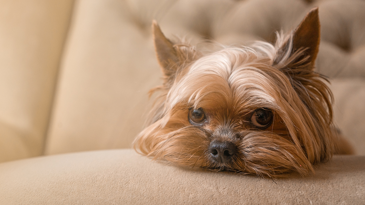 Мужчина выбросил терьера квартирантки в Красногорске, собаку сбила машина - «Осторожно, новости»