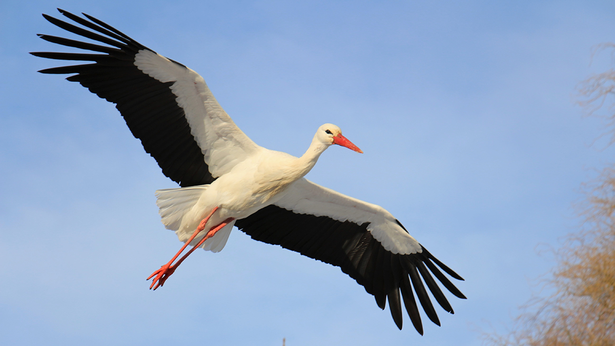 Под Петербургом впервые за 10 лет проведут подсчет белых аистов