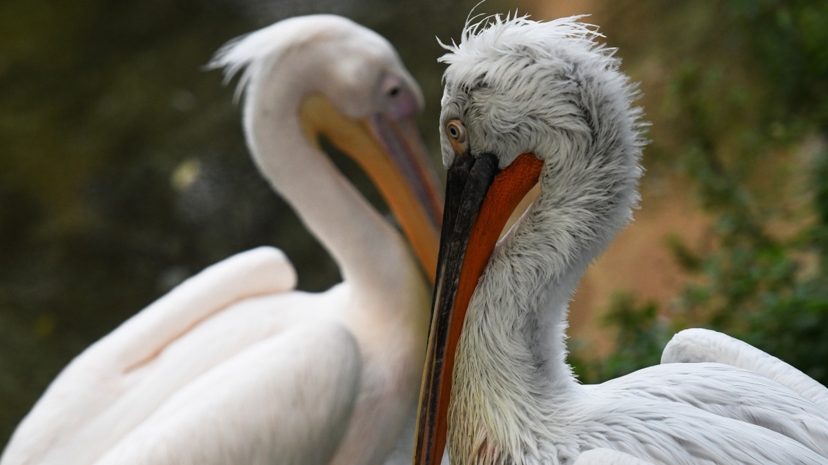 «Кудри подпрыгивают»: Московский зоопарк показал чистящегося кудрявого павлина