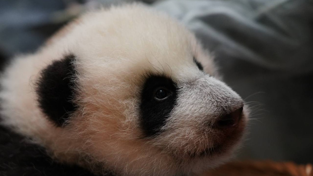 «Снова нас попугала»: в Московском зоопарке показали кадры осмотра малышки-панды