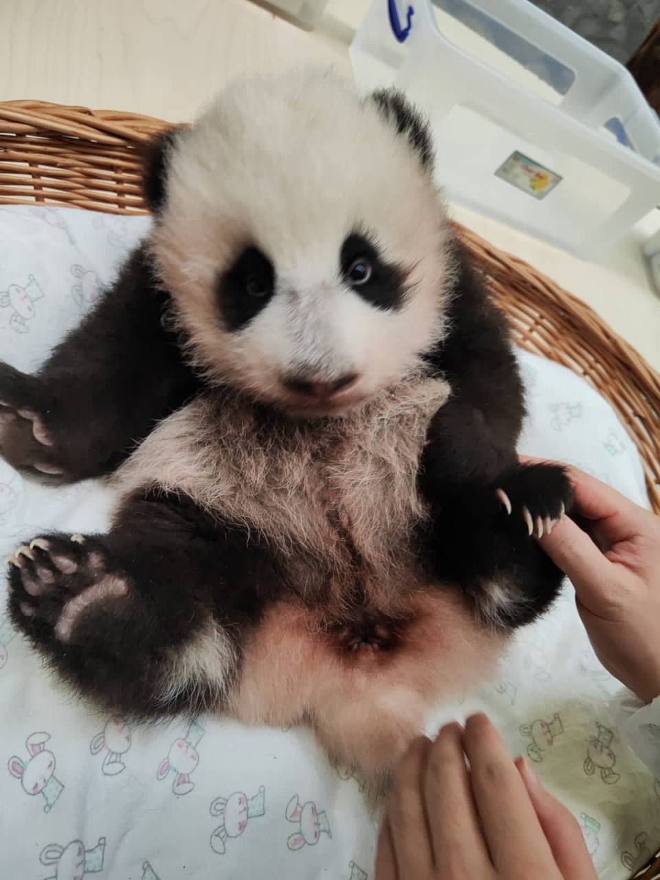 Малышка панда новости. Вес панды. Малышка Панда. Малышка Панда в Московском.
