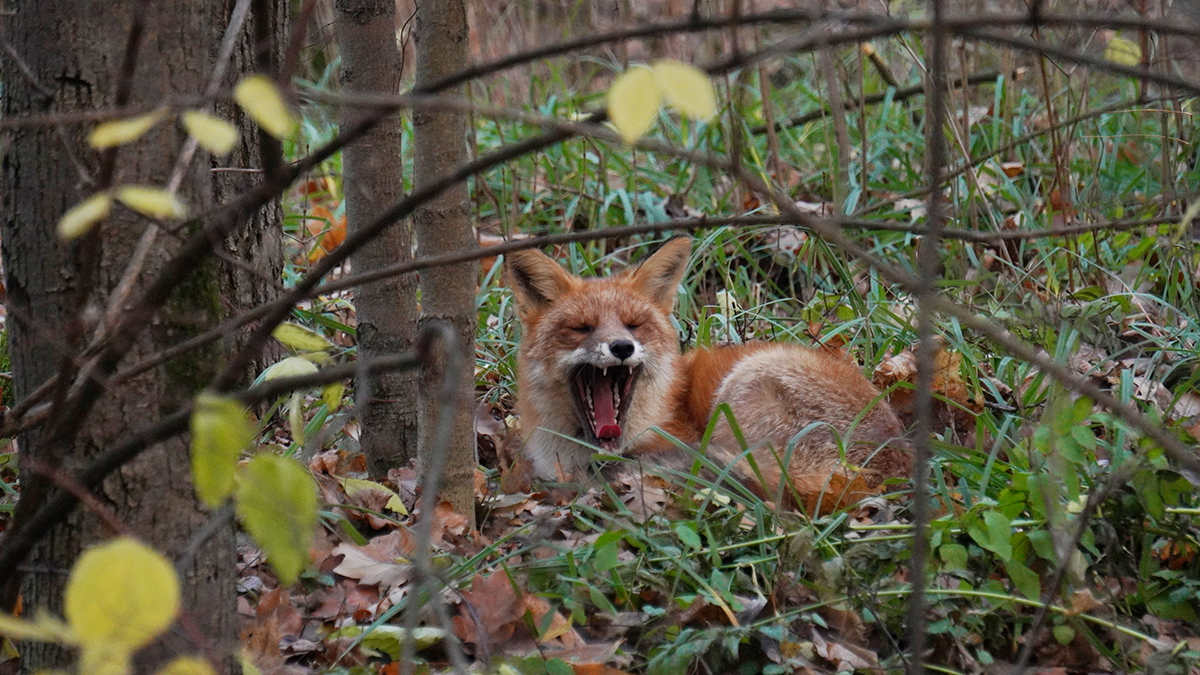 Пробуждение природы: как началась весна для птиц, животных и насекомых