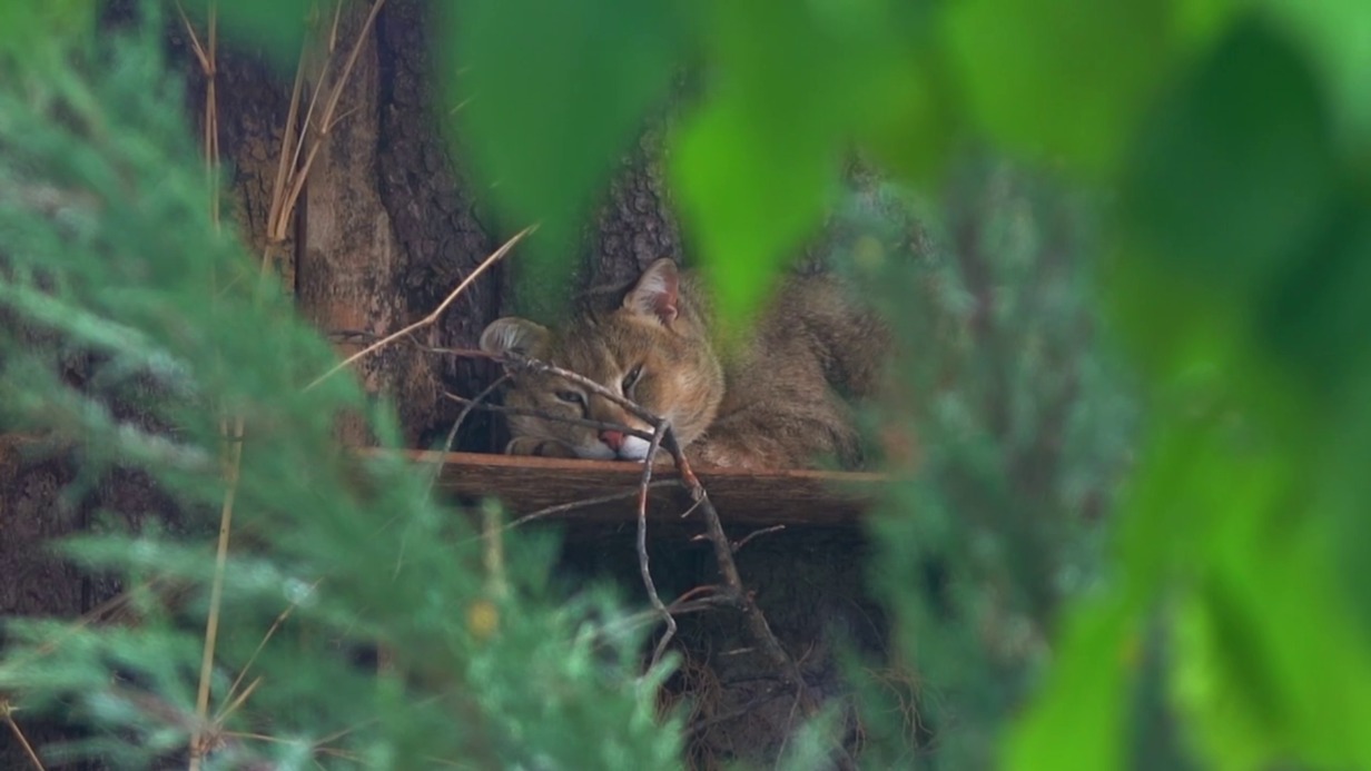 «Что там ваш Тимоша?»: в Московском зоопарке показали прогулку хауса Заури