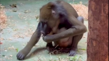 «Свое дело знает»: в Московском зоопарке показали кадры с перекусом мандрила