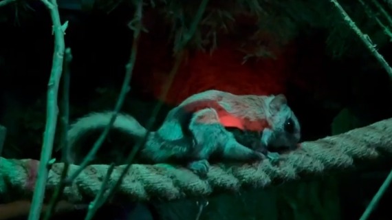 «Симпатяги летяги»: Московский зоопарк показал будни древесных белок