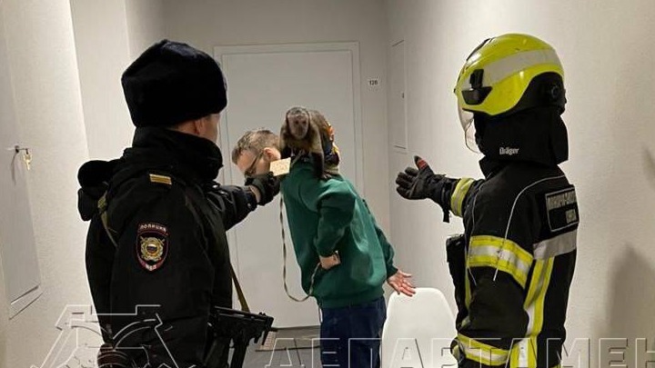 Поимку обезьяны, которая напала на людей на юго-западе Москвы, сняли на видео