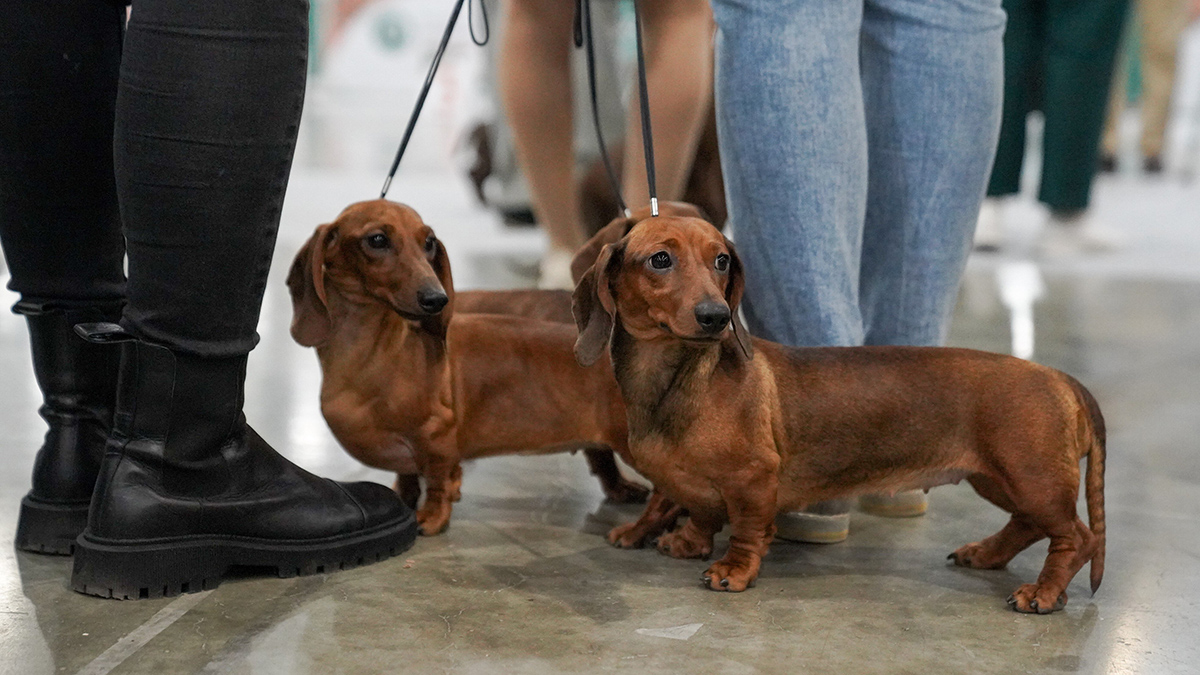 Голодные таксы съели хозяйку после ее смерти