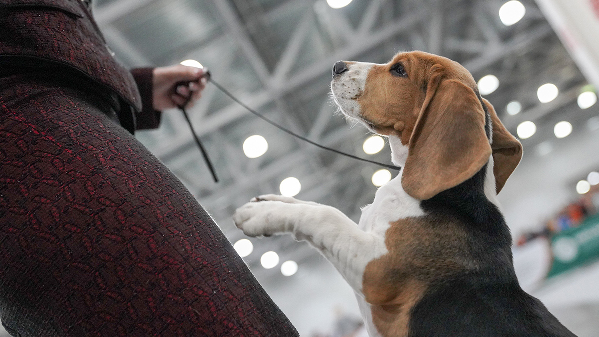 Кинологи рассказали, на что обращать внимание при покупке породистой собаки