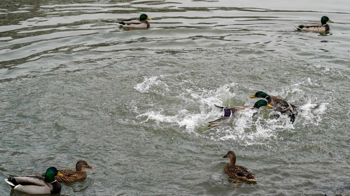 Специалисты провели реабилитацию участка реки Нищенки в Новой Москве