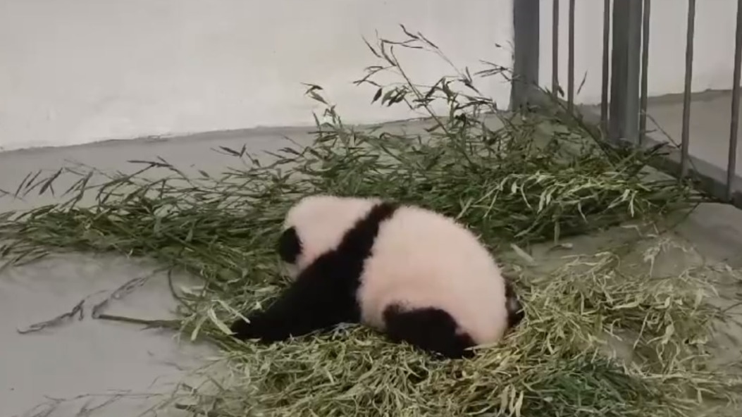 Московский зоопарк показал первые попытки малышки панды встать на лапы