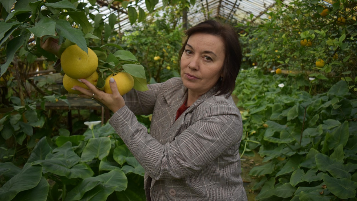 Ученый секретарь Донецкого ботанического сада Виктория Козуб-Птица показывает грейпфруты, которые растут в их учреждении. Рядом находятся лимонные деревья — в феврале 2015 года они пострадали от мины ВСУ и чуть не погибли от холода