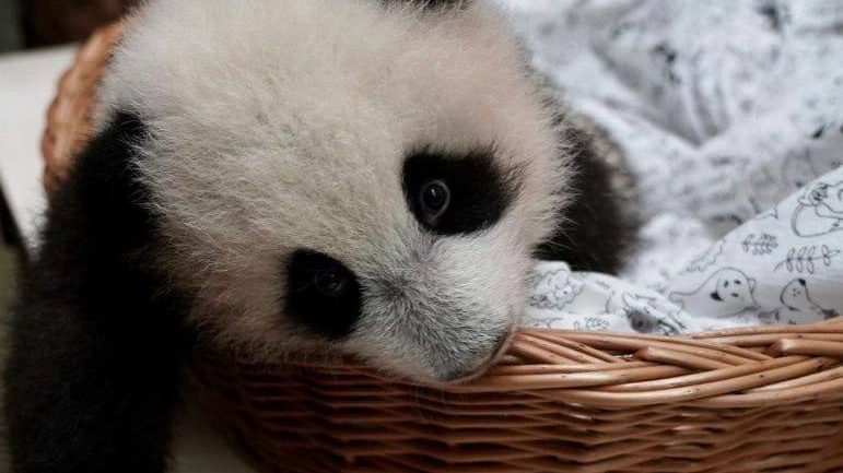 «Попыталась сделать кусь»: Московский зоопарк показал именинницу панду 