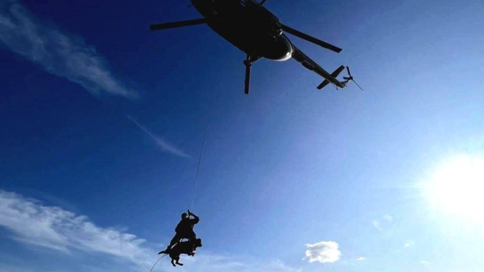 Усатые на службе: кто помогает спасателям делать их работу