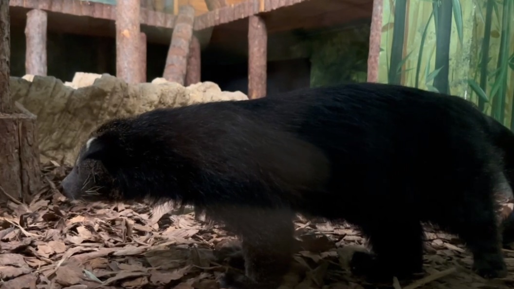 «Ничего не достанется»: Московский зоопарк показал кадры растерянного бинтуронга