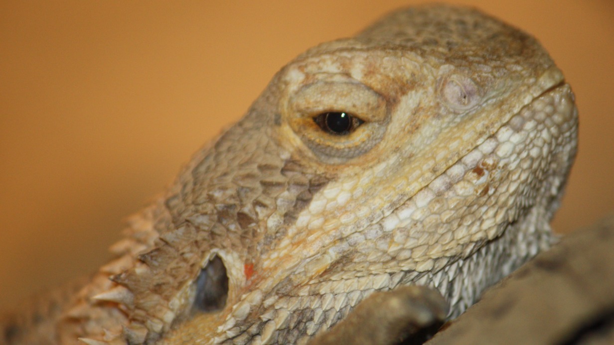 «Она звезда»: Московский зоопарк поделился видео с бородатой агамой