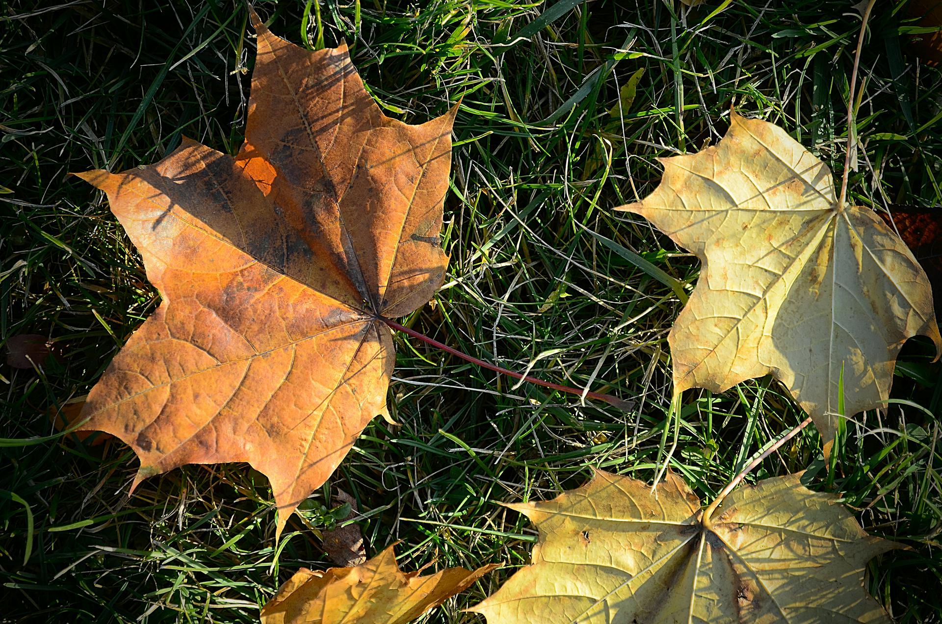 Осенняя аппликация: Идеи для поделок из листьев (ФОТО)