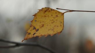 Погода в Москве и Подмосковье с 10 по 16 ноября 2025