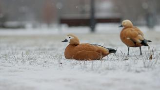 Погода в Москве на 16-17 ноября 2025