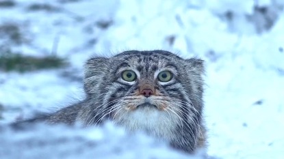Генеральный директор Московского зоопарка назвала самого популярного обитателя