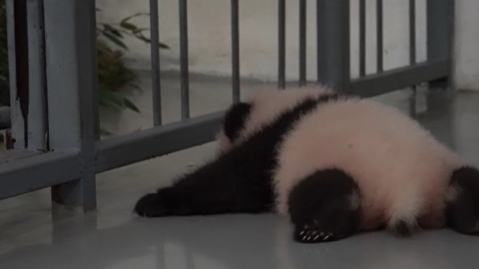 «Нужное сцепление»: малышка панда из Московского зоопарка начала ползать
