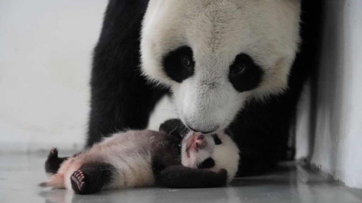 Собянин предложил москвичам выбрать имя малышке панде на «Активном гражданине»