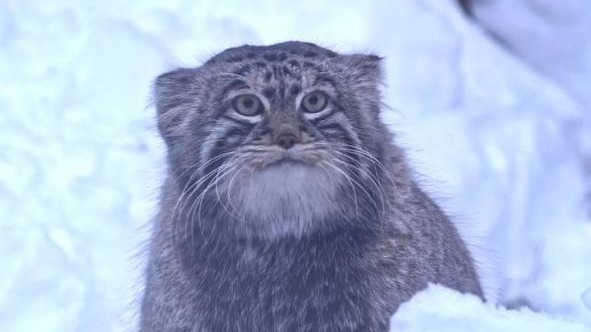 «Лапки порой вязнут»: Московский зоопарк показал утреннюю прогулку манула Тимофея