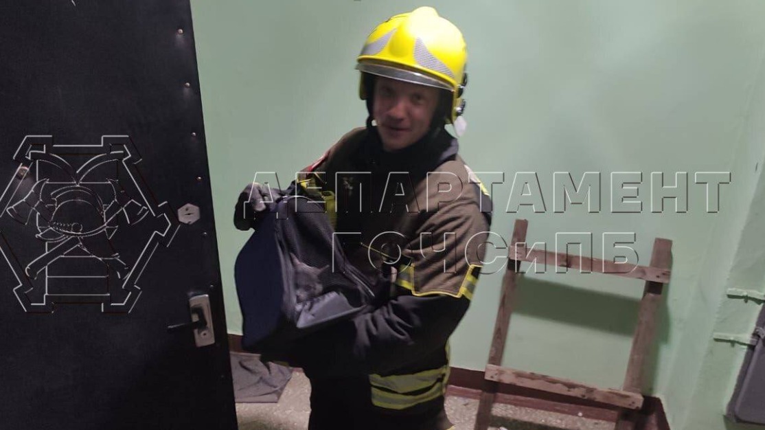 Пожарные спасли котенка из электрощитка на северо-западе Москвы