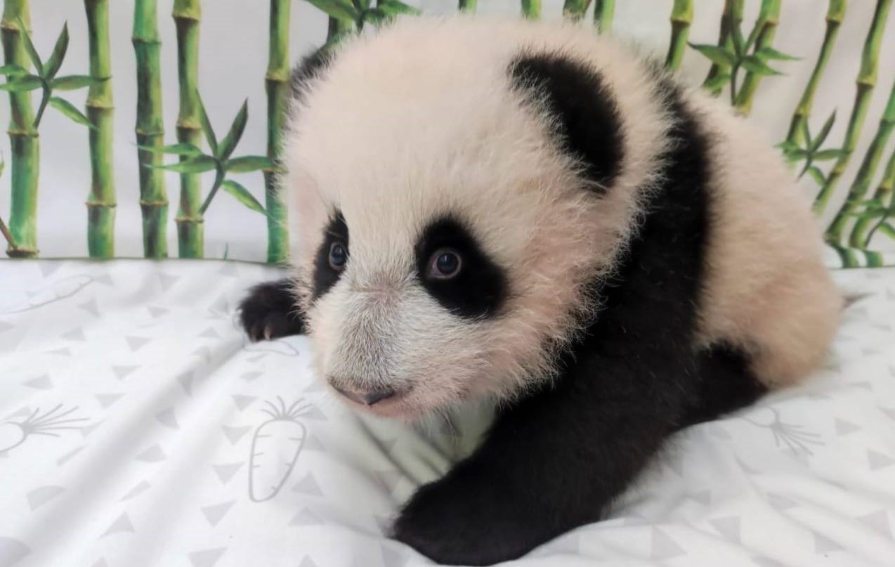 Стали известны предварительные итоги голосования за лучшее имя для малышки-панды