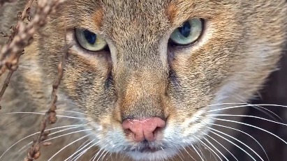 «На любимой полочке»: Московский зоопарк показал завтрак хауса Заури