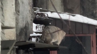 «Уникальное явление»: Московский зоопарк показал шарообразно-пушистого Тимошу