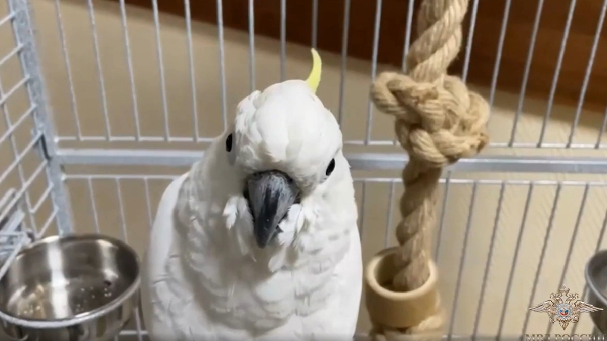 Житель Митина обманул зоомагазин при покупке попугая за четверть миллиона рублей