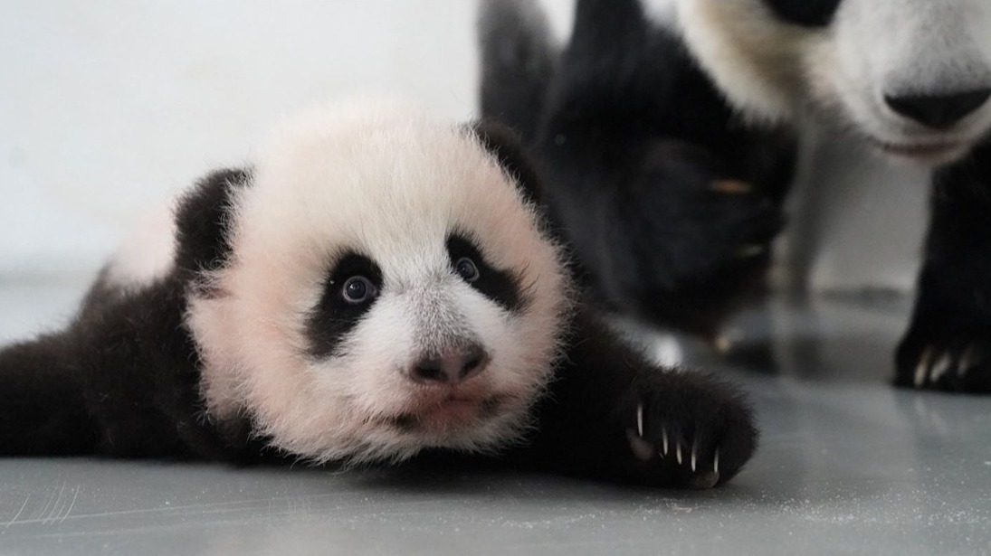 Более 250 тысяч москвичей приняли участие в выборе имени для малышки-панды