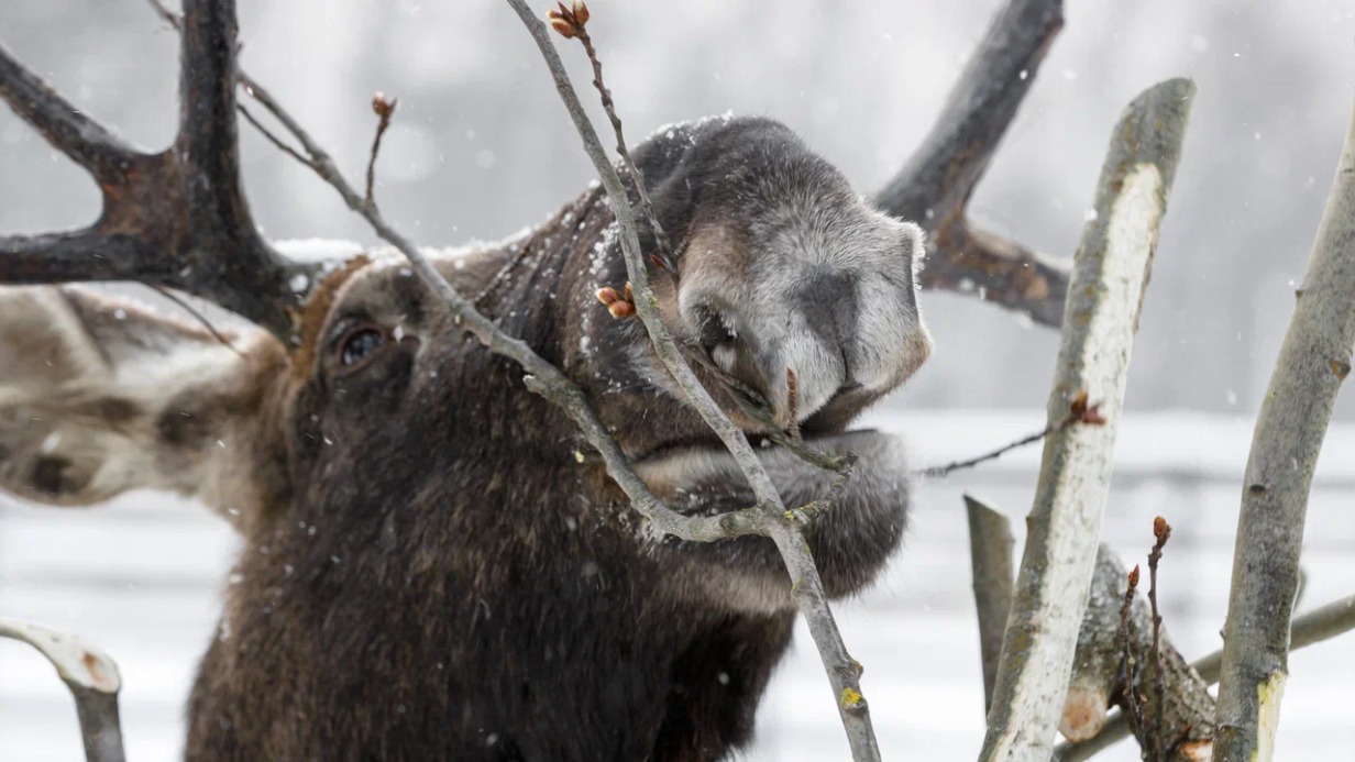 Национальный парк «Лосиный остров» сохранит свой статус после перехода в ведение столицы