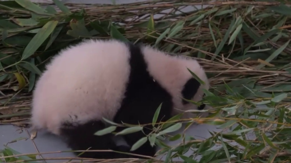«Встает на четыре лапы»: В Московском зоопарке показали прогресс малышки-панды