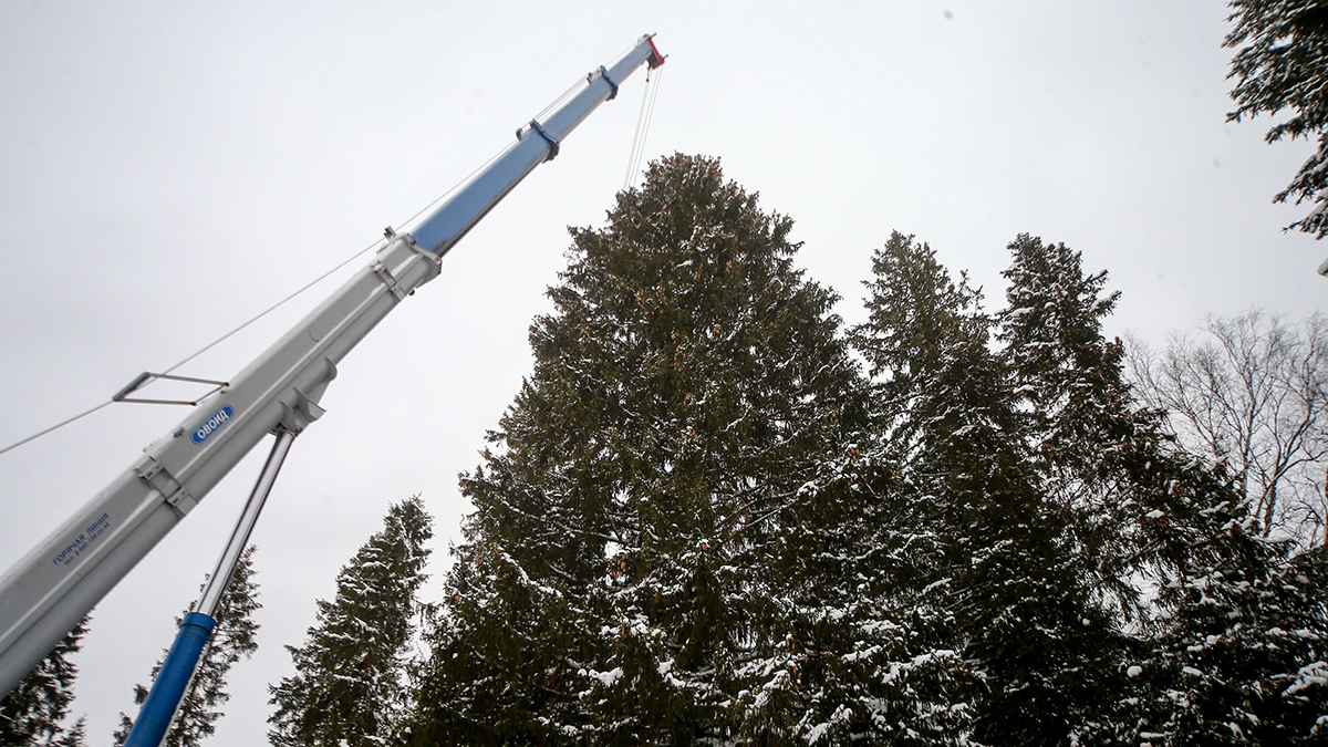 Главную новогоднюю ель России спилили в Щелковском округе