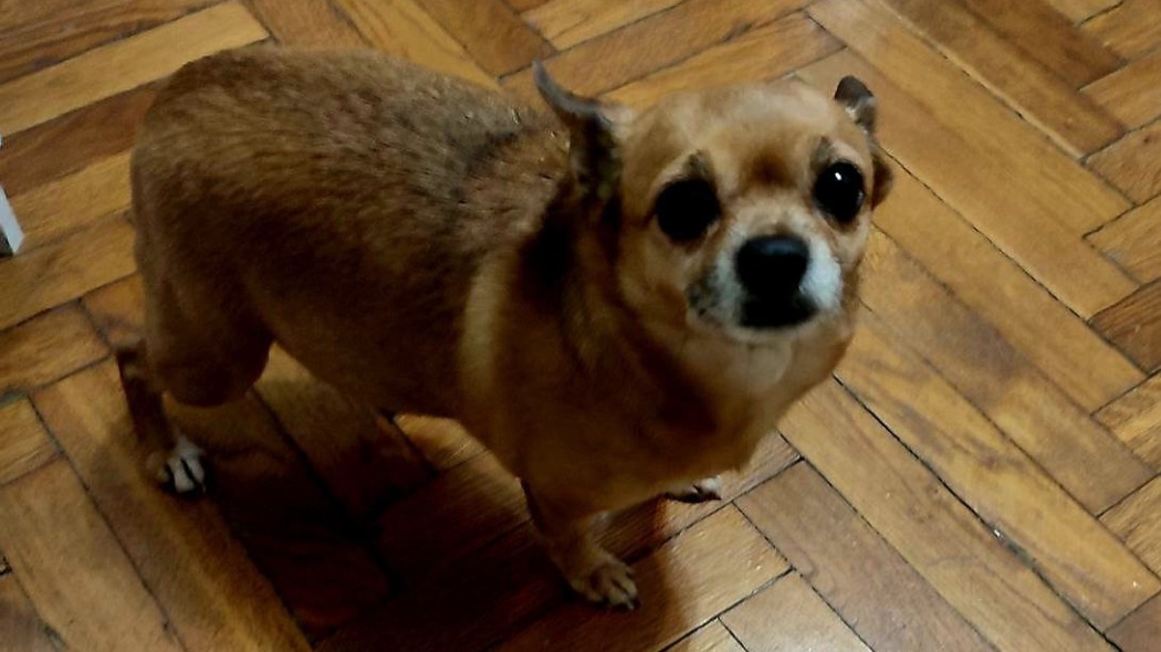 Спасатели вытащили застрявшую под канализационной трубой собаку в Москве