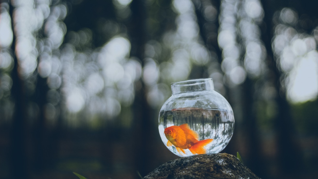 Канадские ученые заявили о риске уничтожения водоемов из-за золотых рыбок