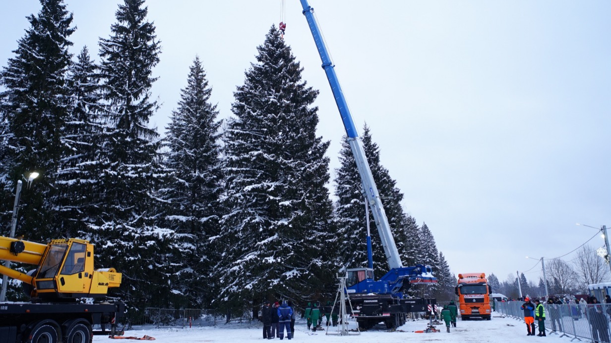 В подмосковном селе Фряново срубили главную елку страны высотой 25 метров