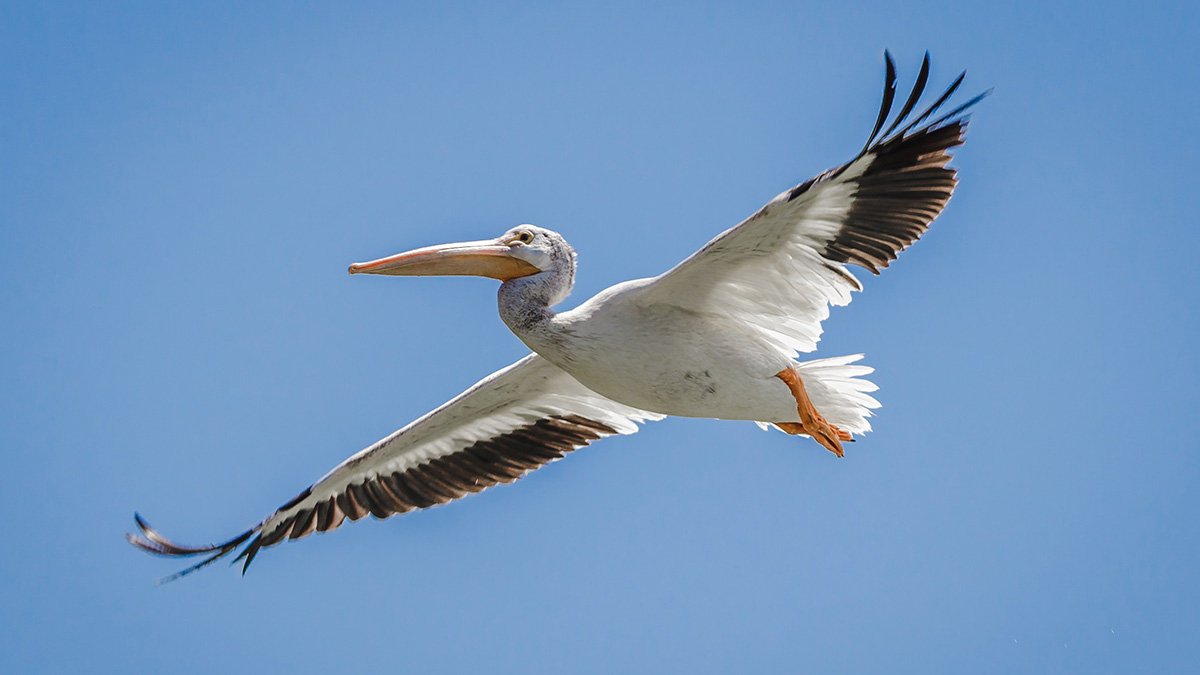 Мертвых пеликанов начали находить в Дагестане