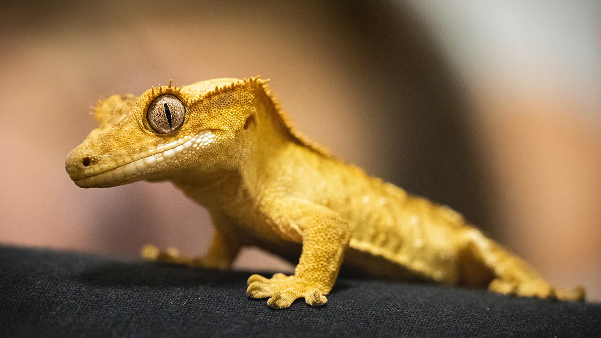 Москвичка случайно привезла геккона из Таиланда в корзине с фруктами