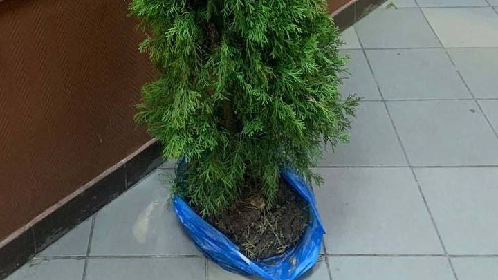 Двое молодых людей украли тую на востоке столицы