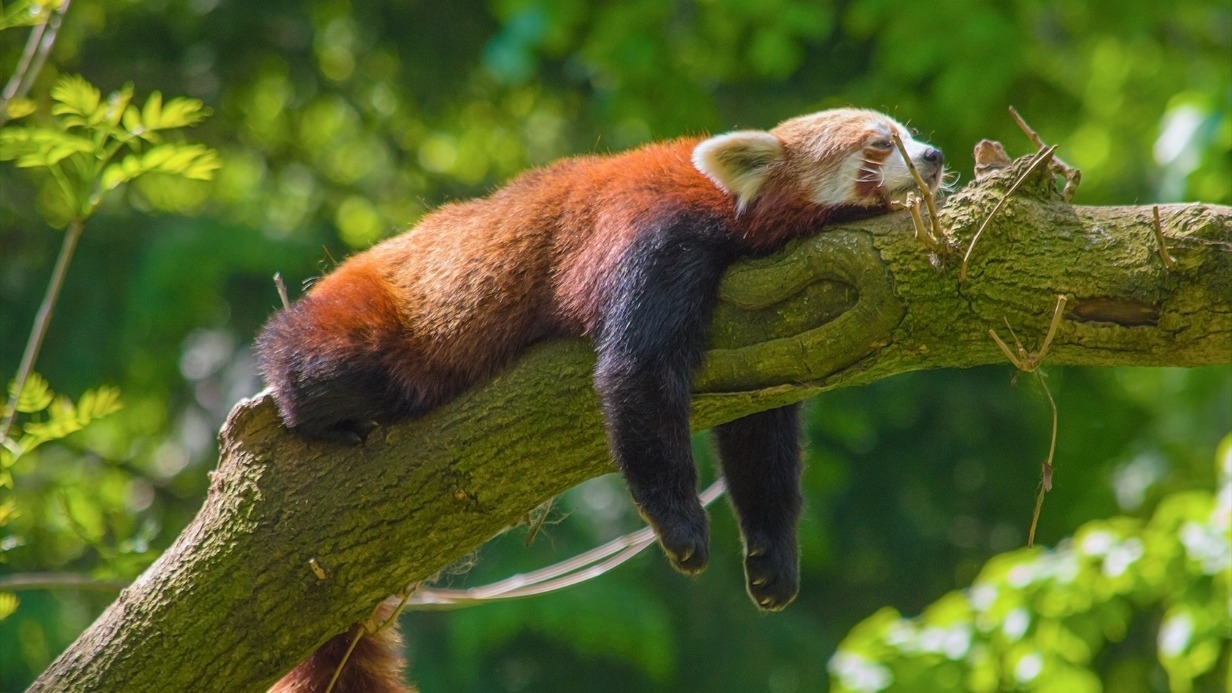 «Воплощение мечты о выходных»: в Московском зоопарке показали отдых красной панды