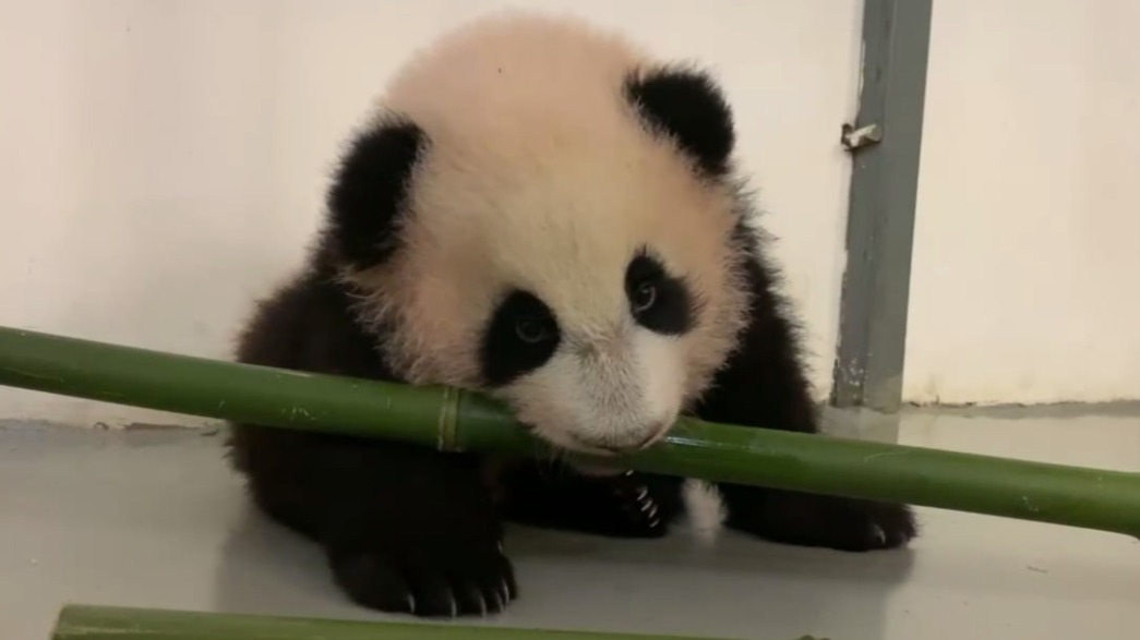 «Старается»: Московский зоопарк показал, как малышка-панда пытается есть бамбук