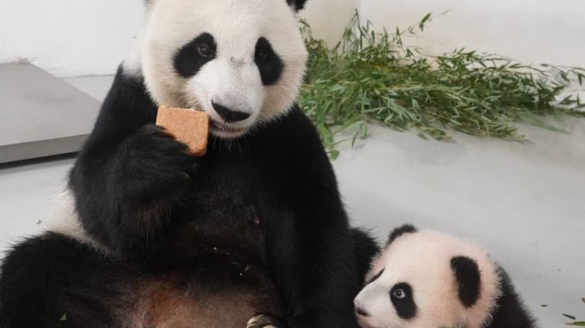«Дай попробовать»: Московский зоопарк показал просящую угощение у мамы малышку-панду